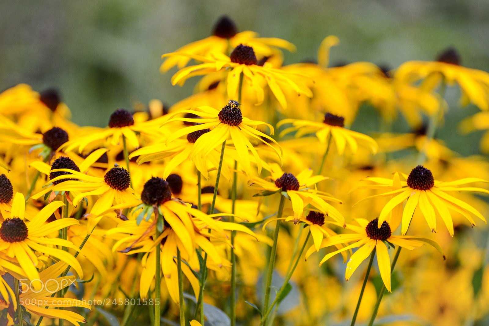 Nikon D600 sample photo. Margaritas photography