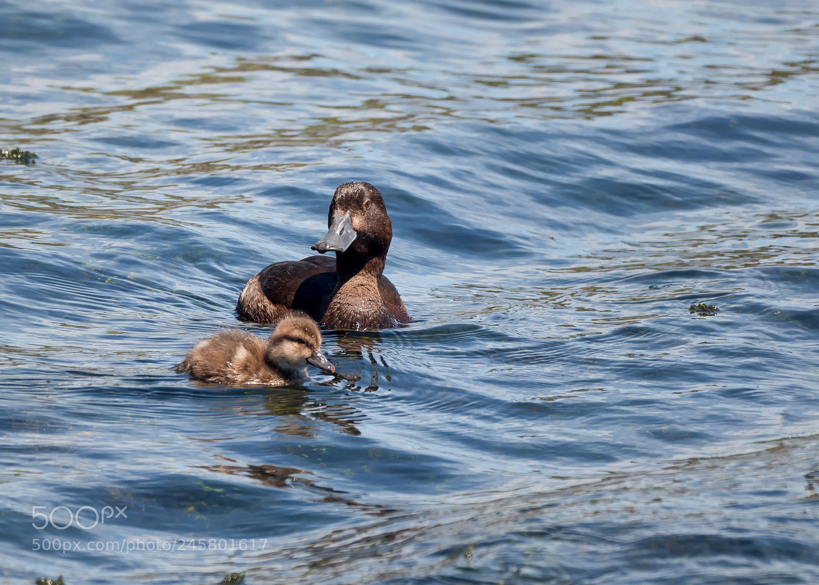 Panasonic Lumix DMC-GH4 sample photo. Scaup photography