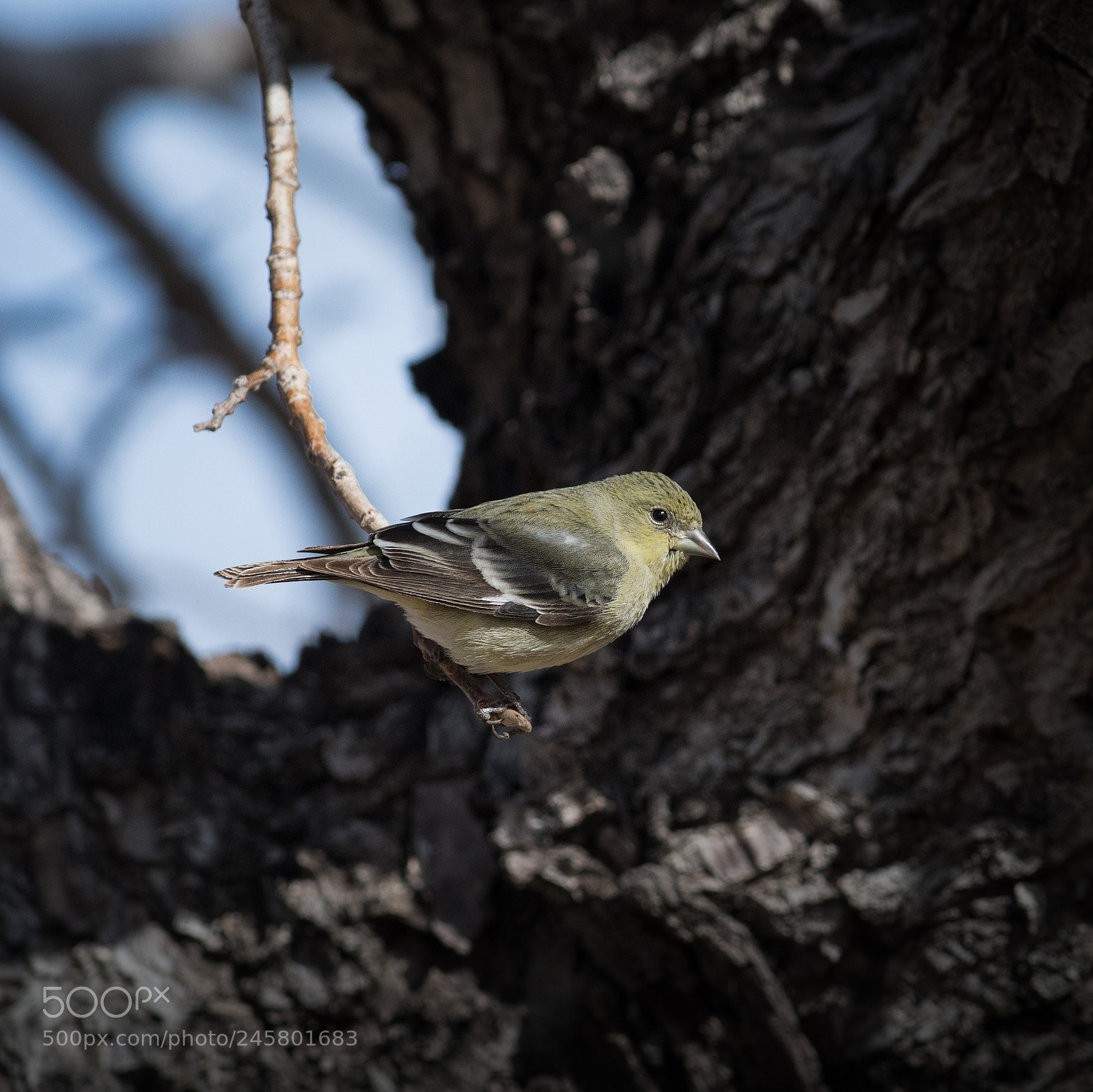 Nikon D850 sample photo. Tip end photography