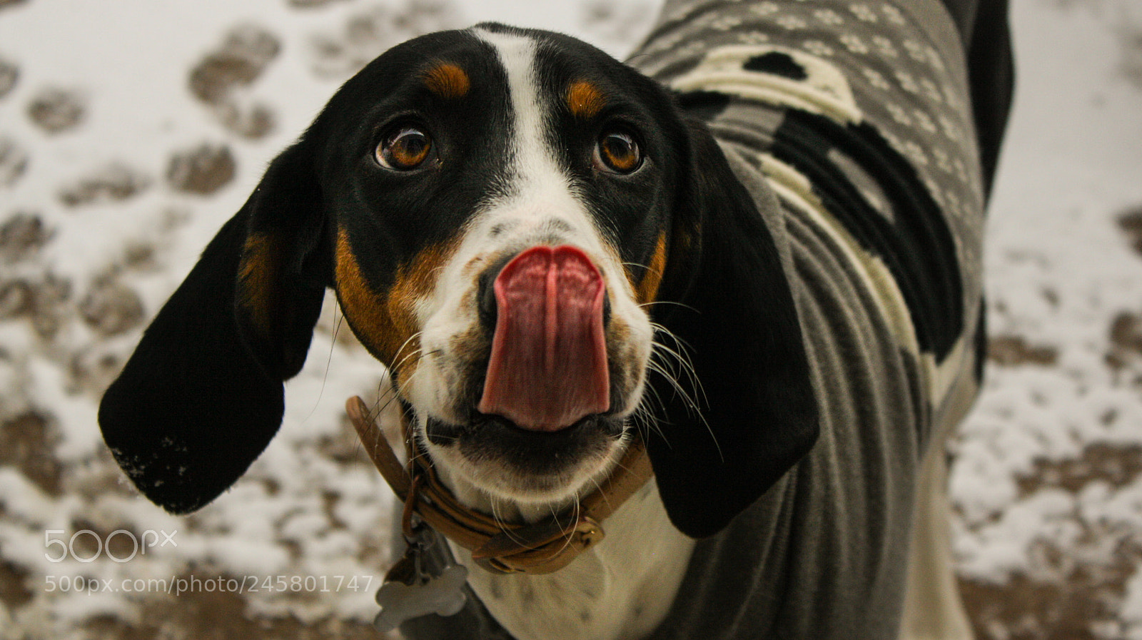 Canon EOS 1000D (EOS Digital Rebel XS / EOS Kiss F) sample photo. Funny coonhound licking her photography