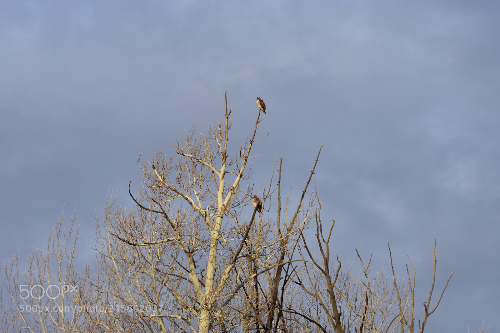 Nikon D7200 sample photo. What are they annie...lady photography