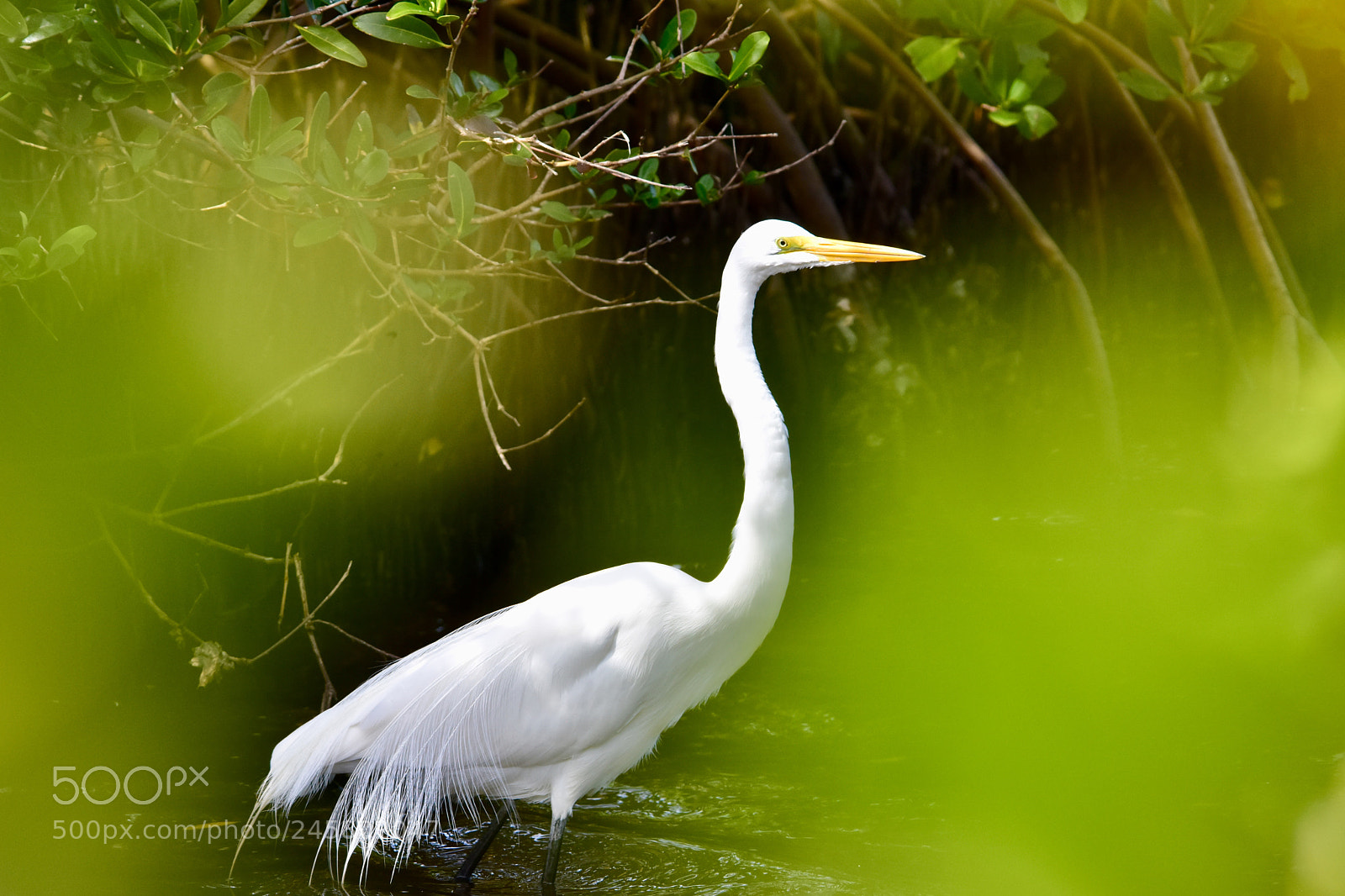 Nikon D7200 sample photo. Snowy egret photography