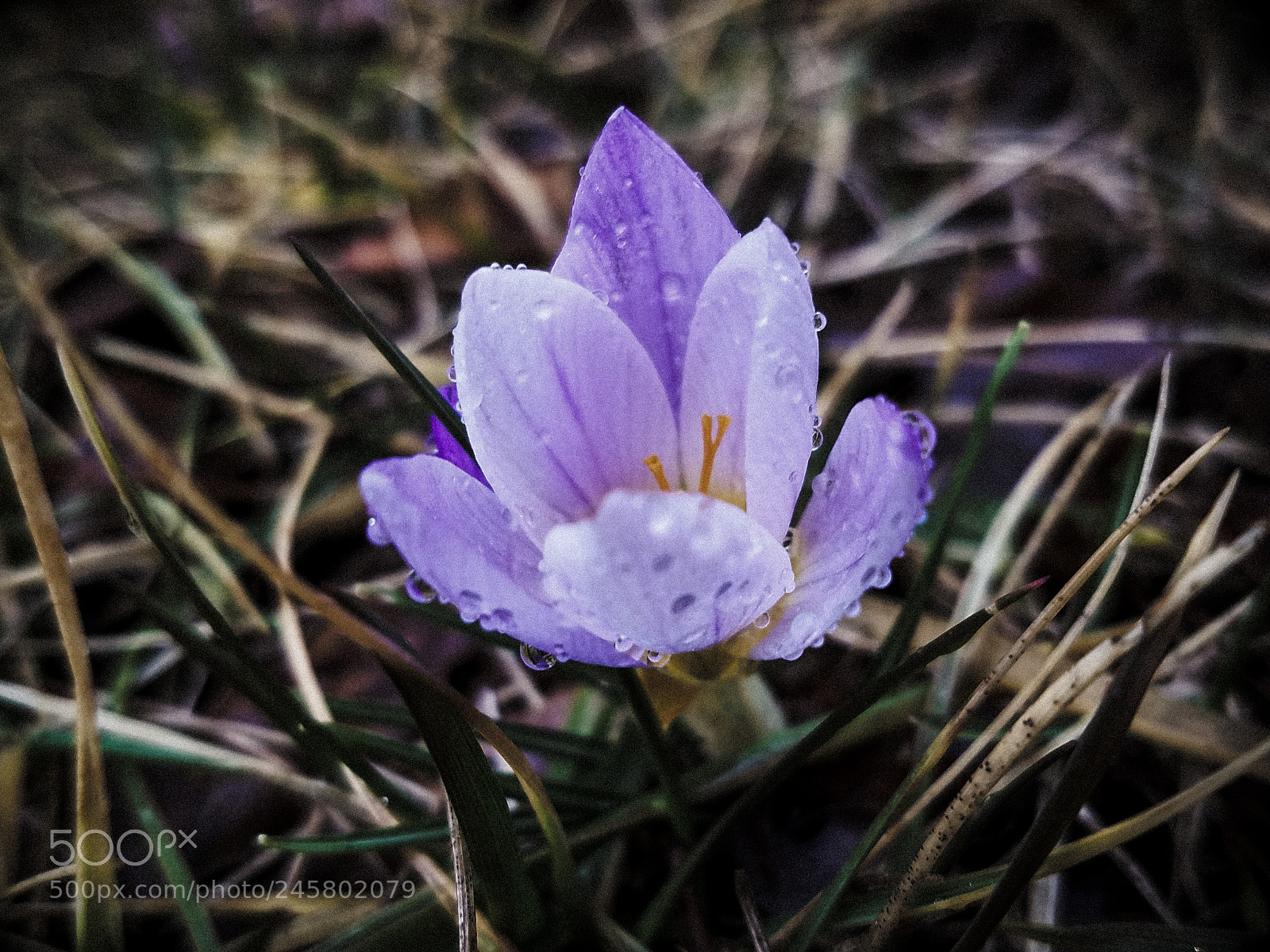 Samsung Galaxy S7 Edge sample photo. Rainy bloom photography