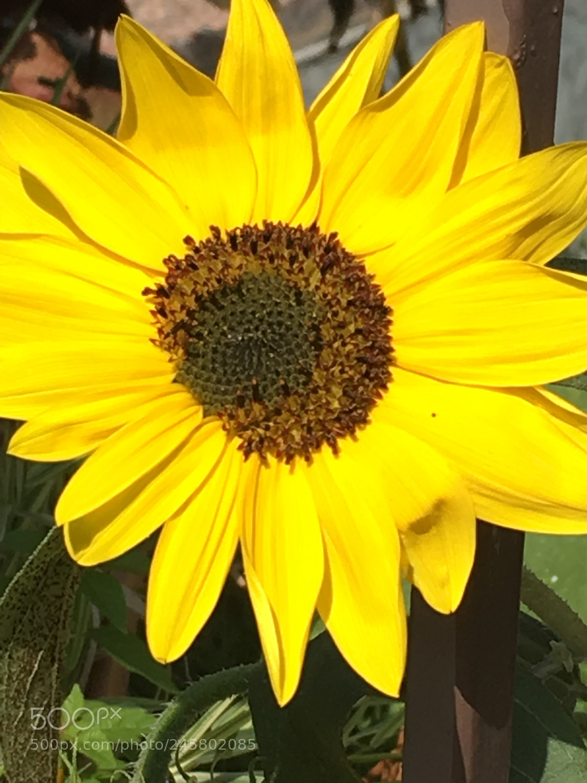 Apple iPhone 6s Plus sample photo. Untitled photography
