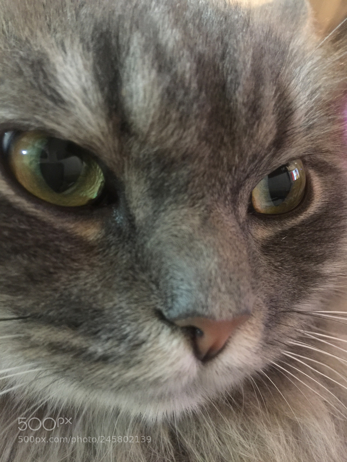 Apple iPhone 6 Plus sample photo. Untitled photography