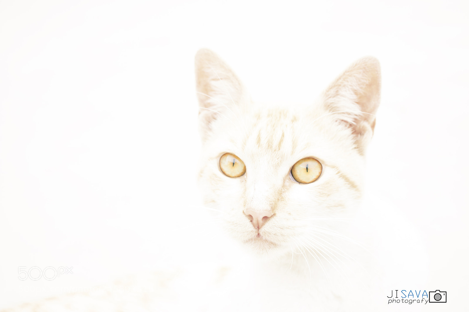 Nikon D3400 sample photo. Gatoo photography