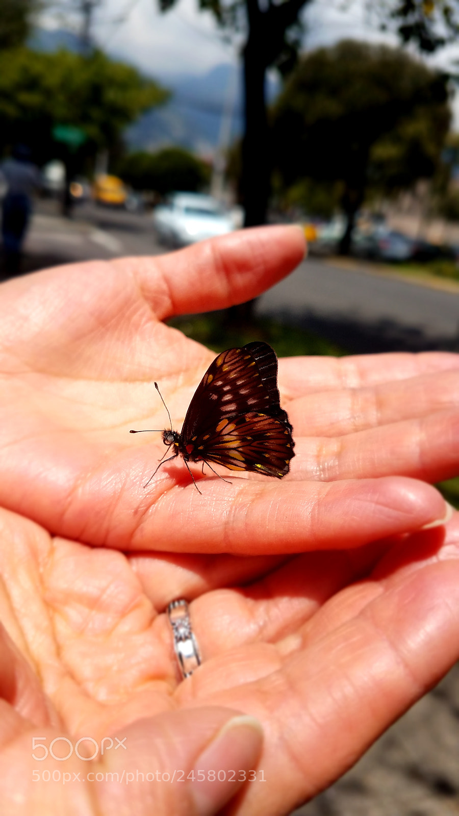 Samsung Galaxy S7 sample photo. Butterfly photography