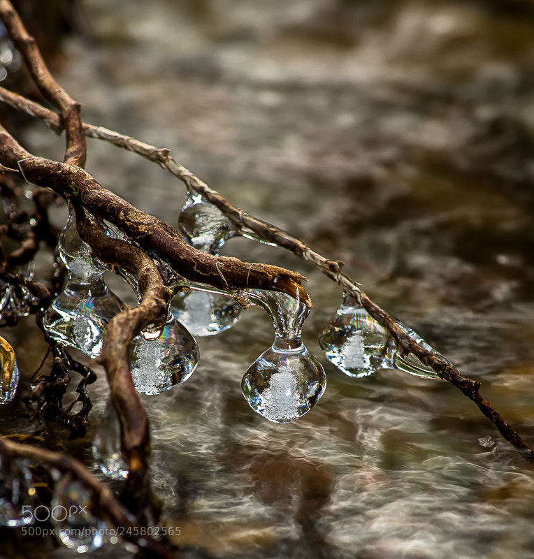 Nikon D7200 sample photo. Ice drops photography