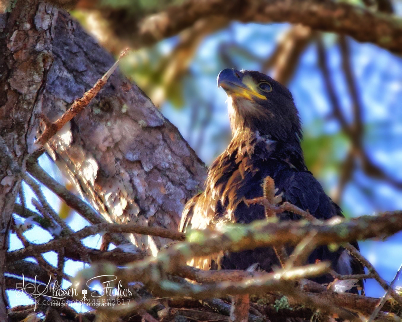Canon EOS 6D sample photo. Bald eagle eaglet photography