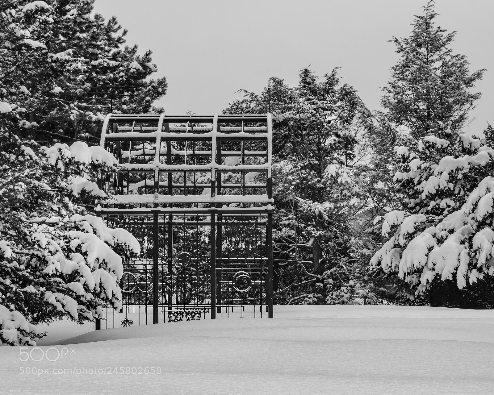 Canon EOS 77D (EOS 9000D / EOS 770D) sample photo. Winter garden bw photography