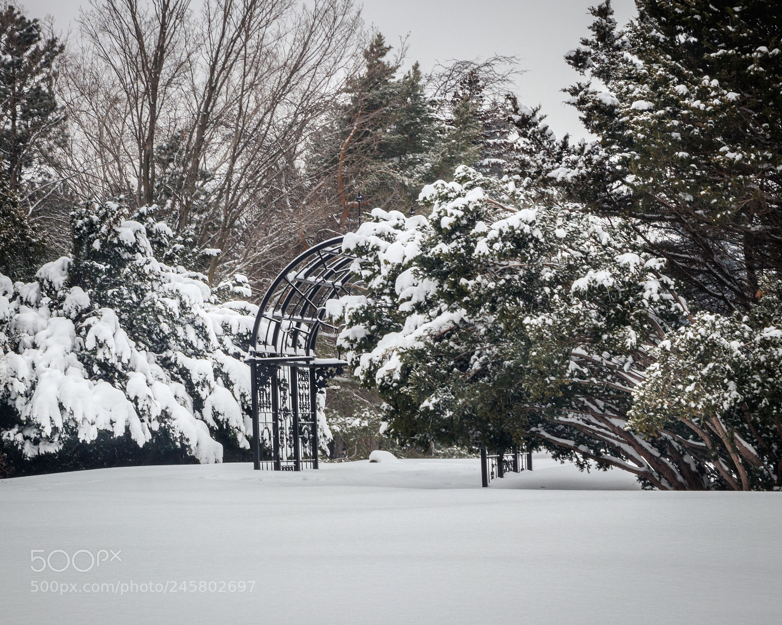 Canon EOS 77D (EOS 9000D / EOS 770D) sample photo. Winter garden photography