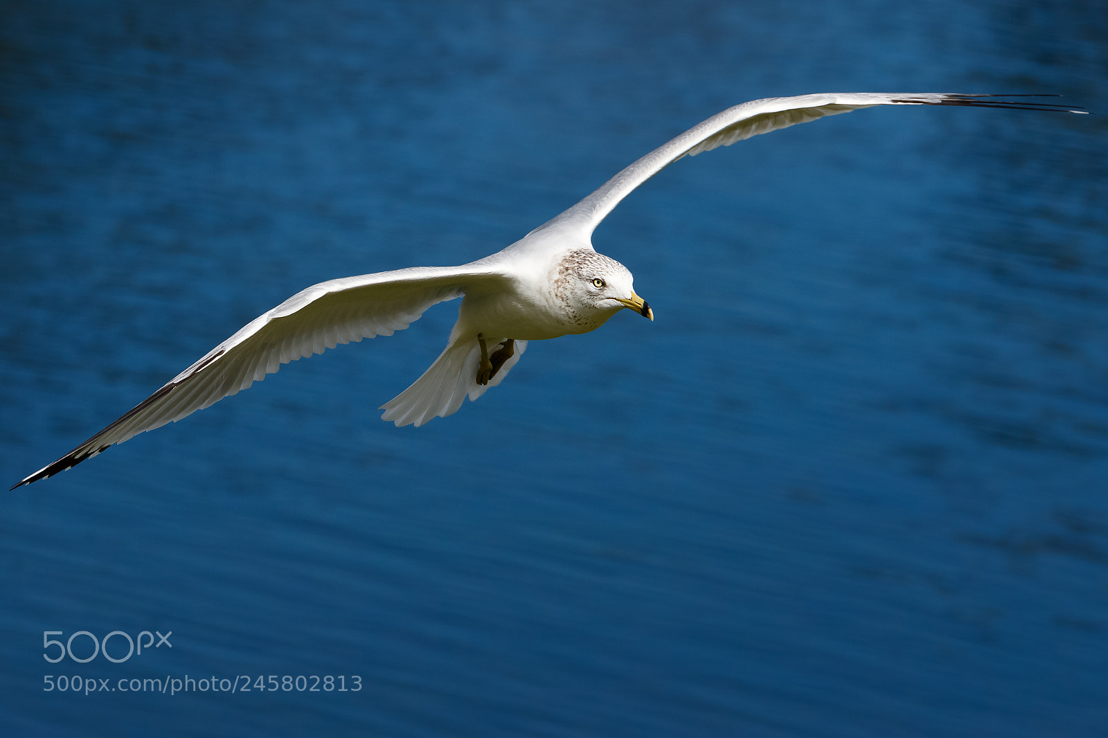 Canon EOS 7D Mark II sample photo. Eye see you photography
