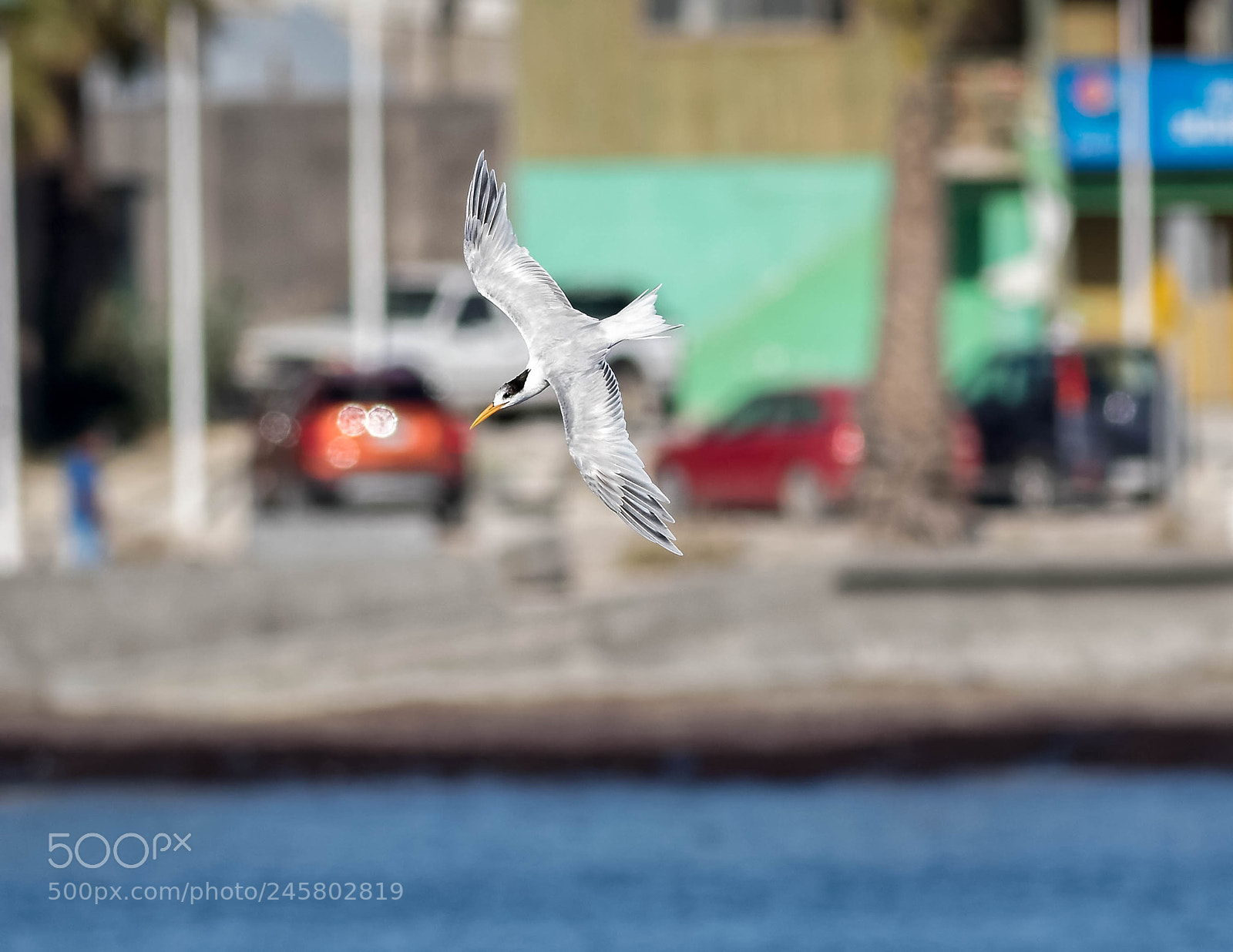 Canon EOS 7D Mark II sample photo. Gaviotin photography
