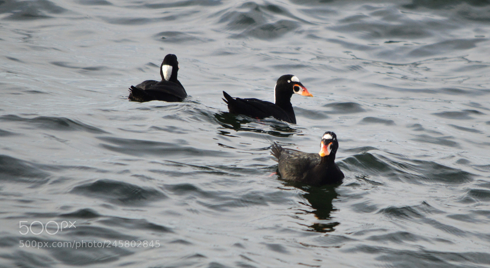 Nikon D3200 sample photo. Duck watch photography
