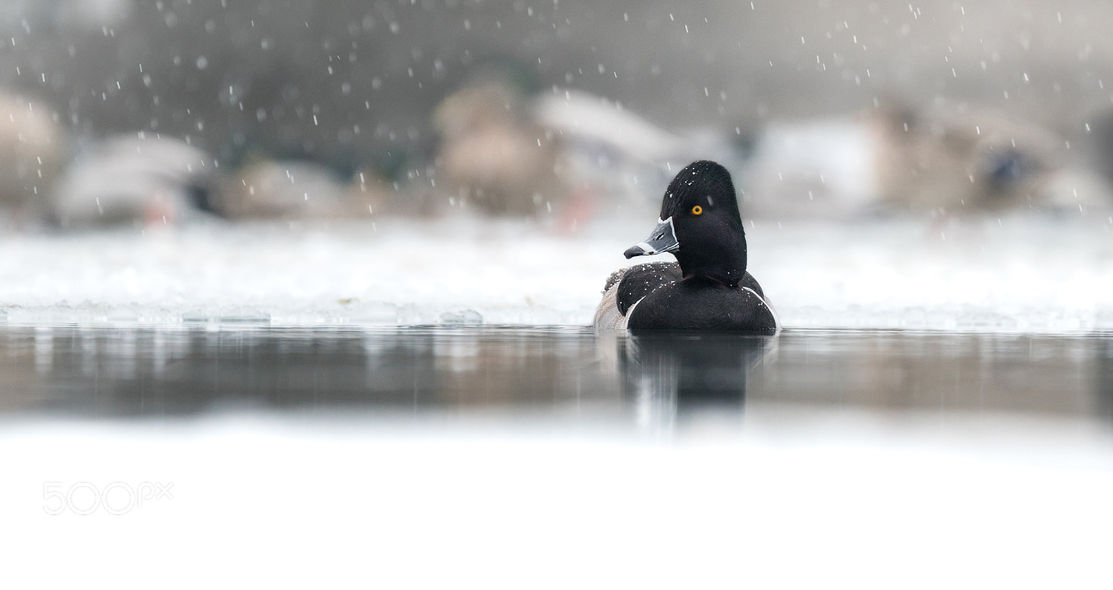 Sony a7R II sample photo. Snowy scene photography