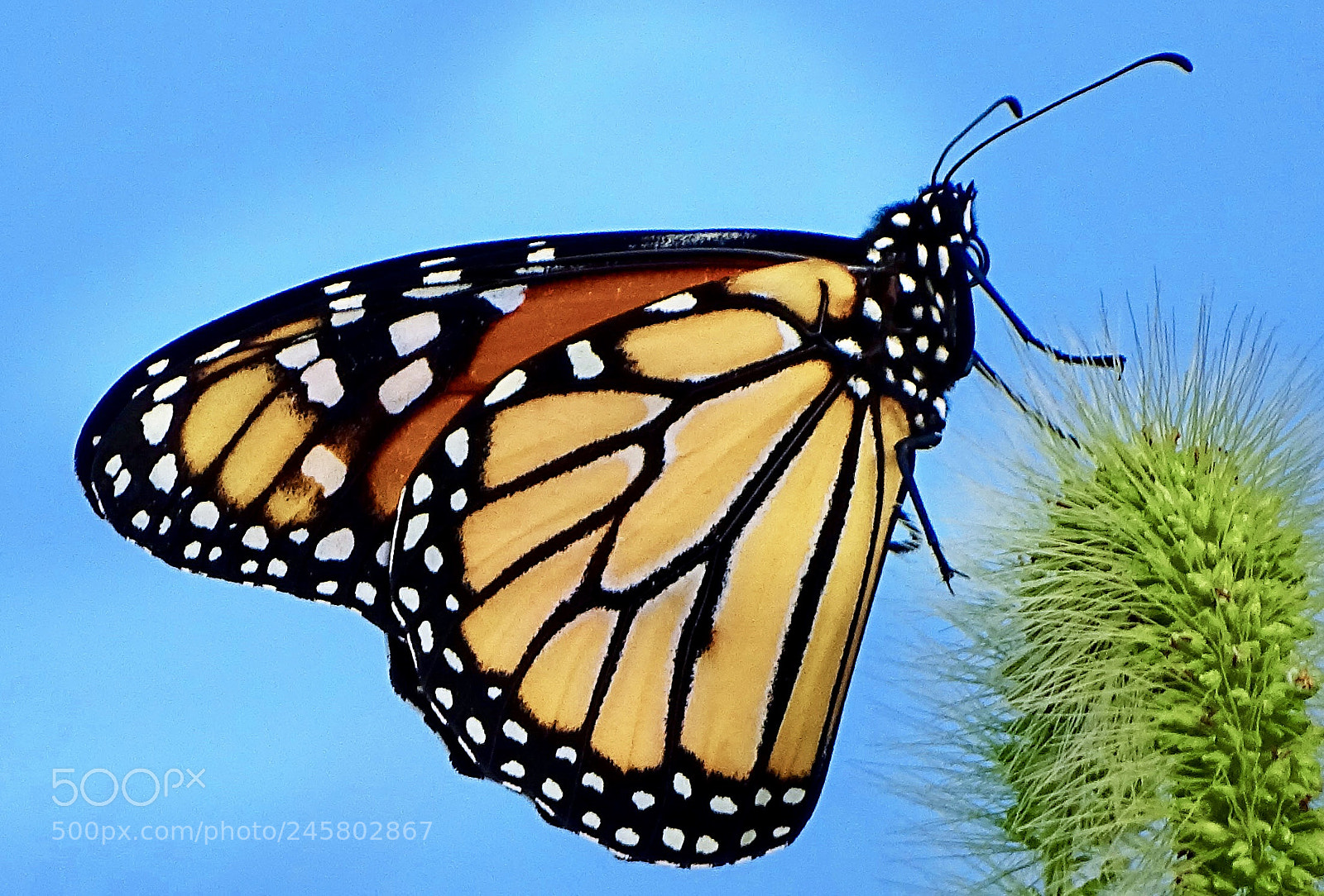 Sony Cyber-shot DSC-HX400V sample photo. Morning  beauty photography