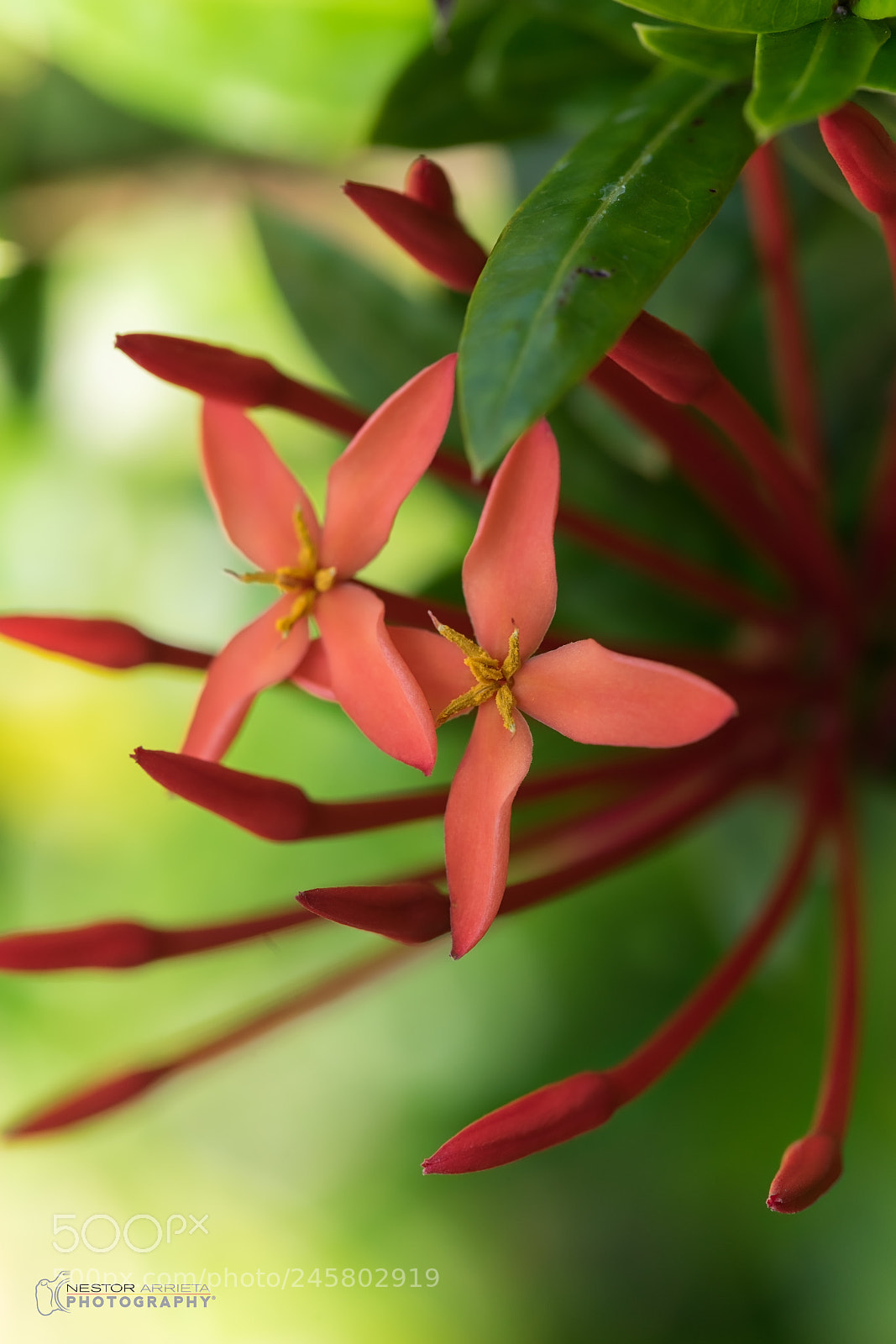 Sony a7R sample photo. Selective focus photography