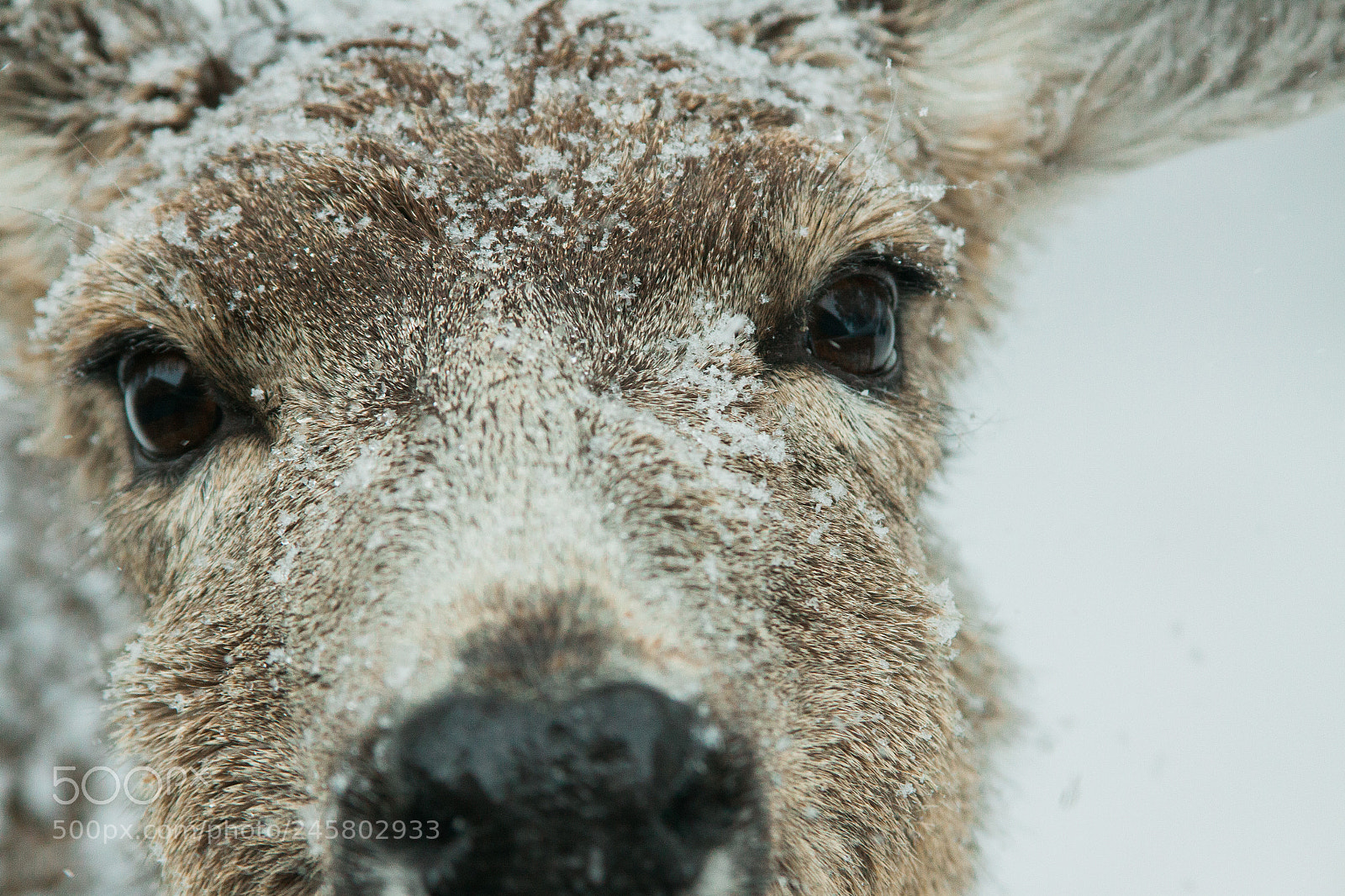 Canon EOS 50D sample photo. Deer in snow photography