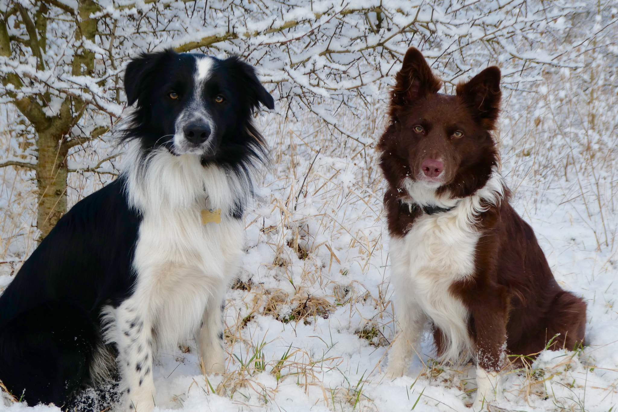 Panasonic Lumix DMC-ZS60 (Lumix DMC-TZ80) sample photo. Billy and tess in the snow photography