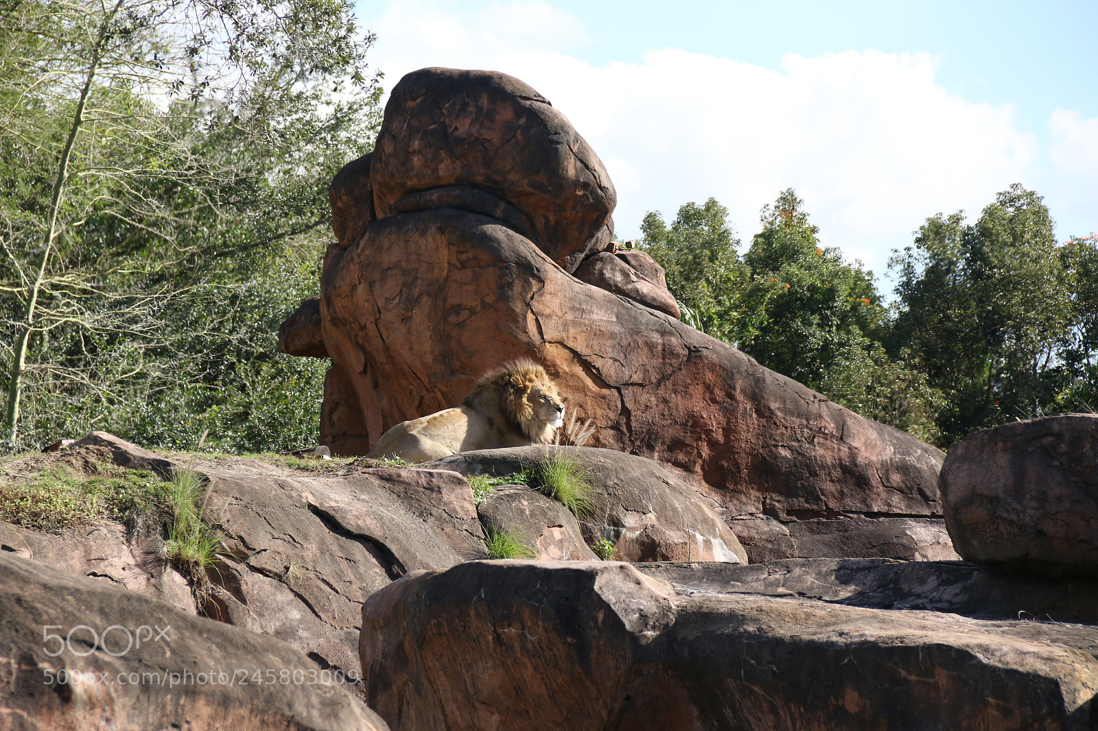 Canon EF-S 18-135mm F3.5-5.6 IS sample photo. Lions photography