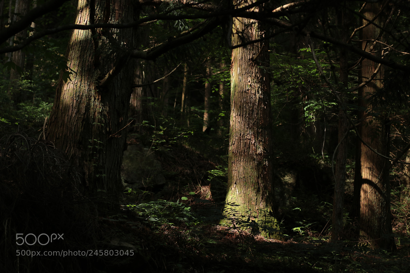 Canon EOS M3 sample photo. Forest photography