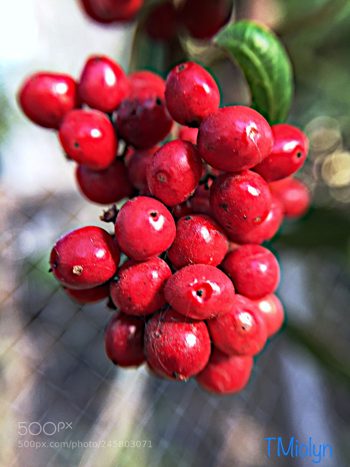 Apple iPhone 6 sample photo. Red fruit photography