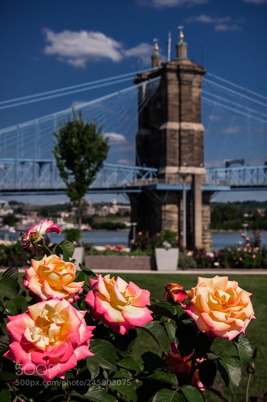 Panasonic Lumix DMC-G7 sample photo. Roses by the bridge photography