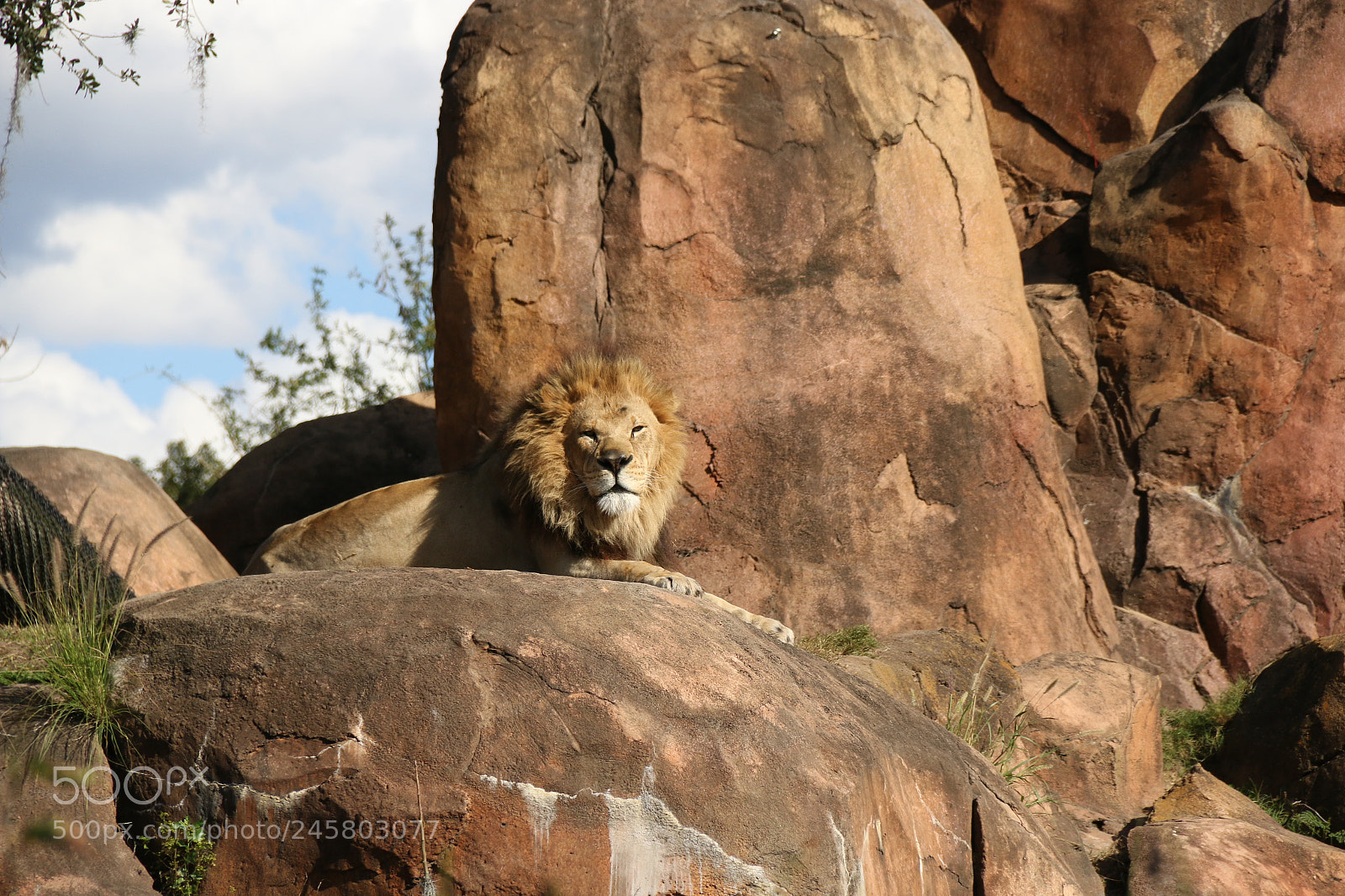 Canon EF-S 18-135mm F3.5-5.6 IS sample photo. Lion king photography