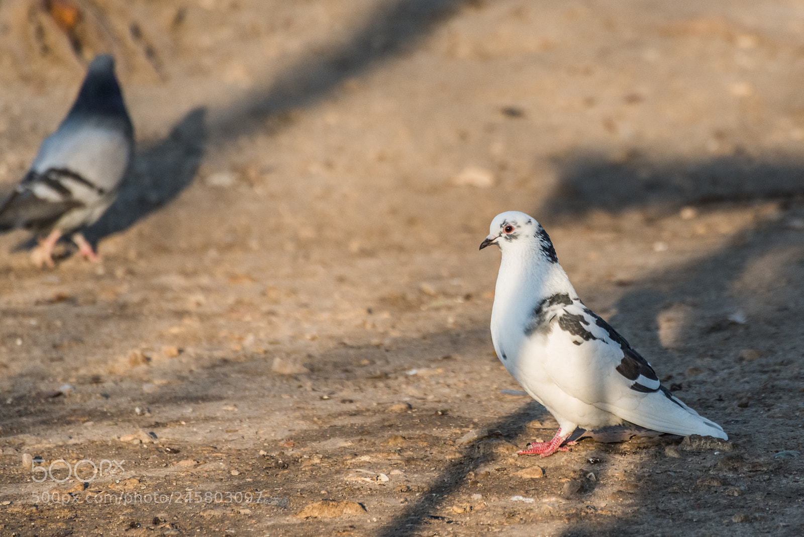 Nikon D810 sample photo. Pigeons photography