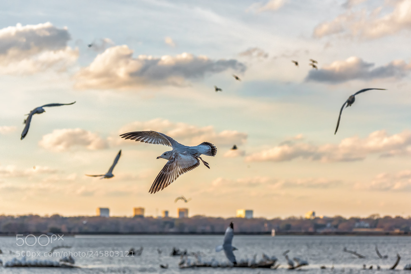 Nikon D810 sample photo. Seagulls in flight photography