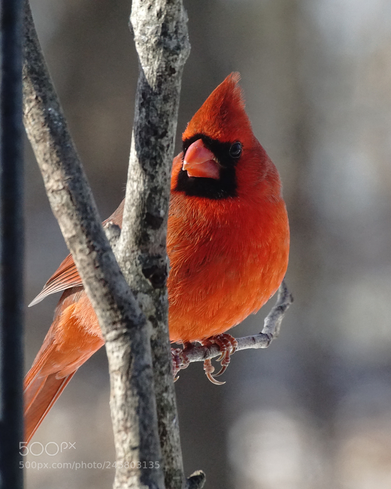 Sony ILCA-77M2 sample photo. Cardinal photography