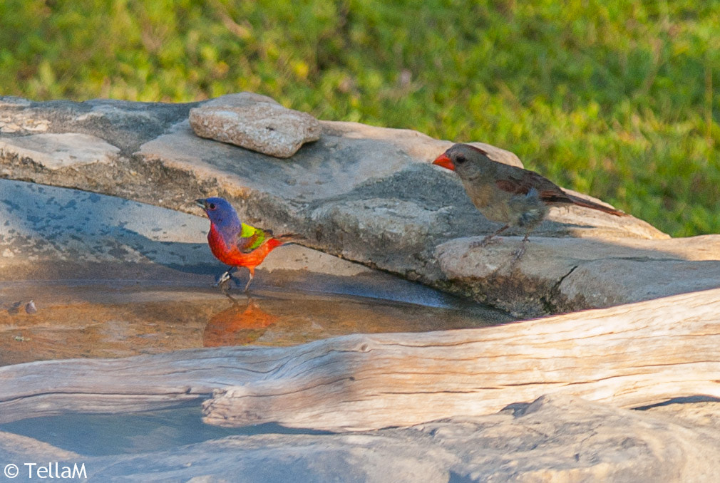 Nikon D100 sample photo. Painted bunting and cardinal share bath photography