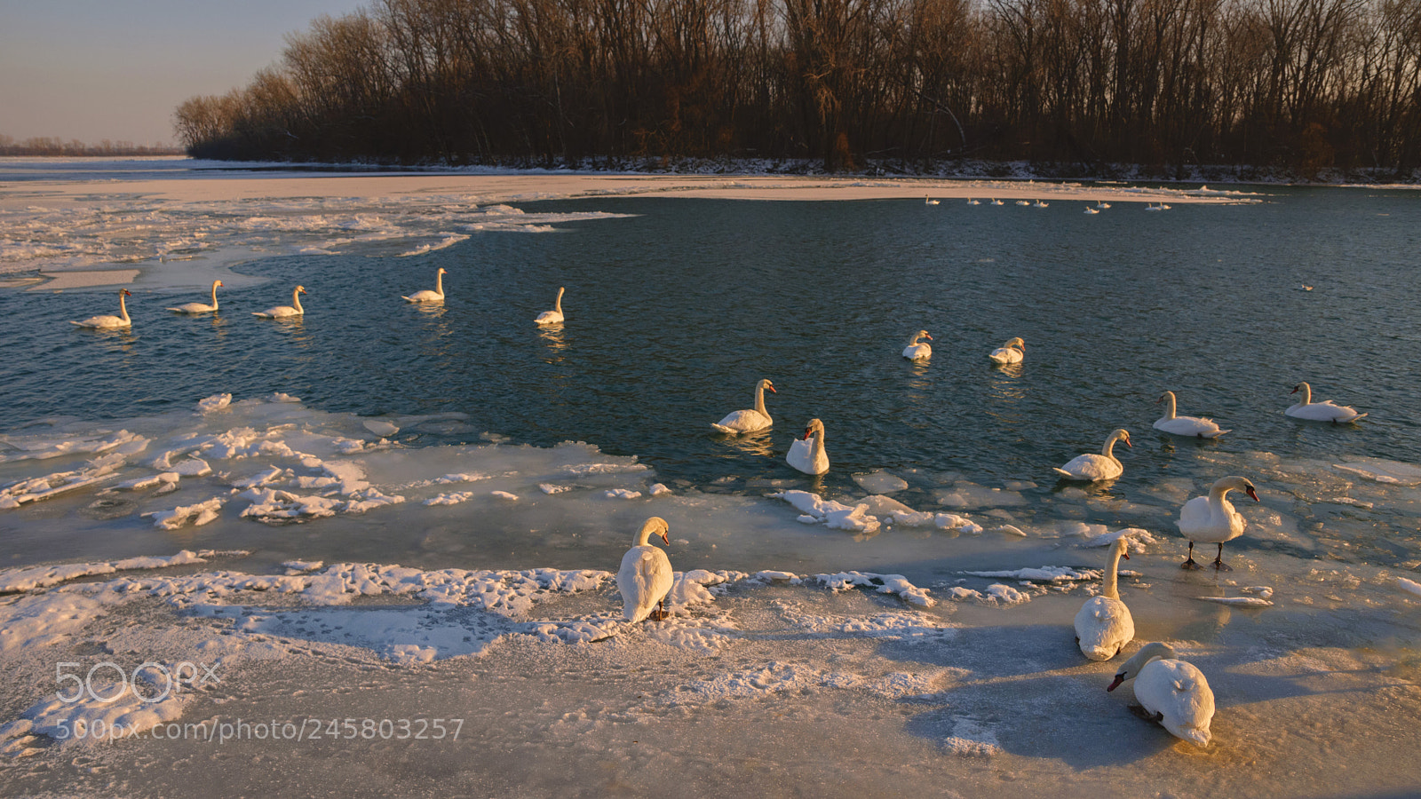 Nikon D3300 sample photo. Swan lake in winter photography