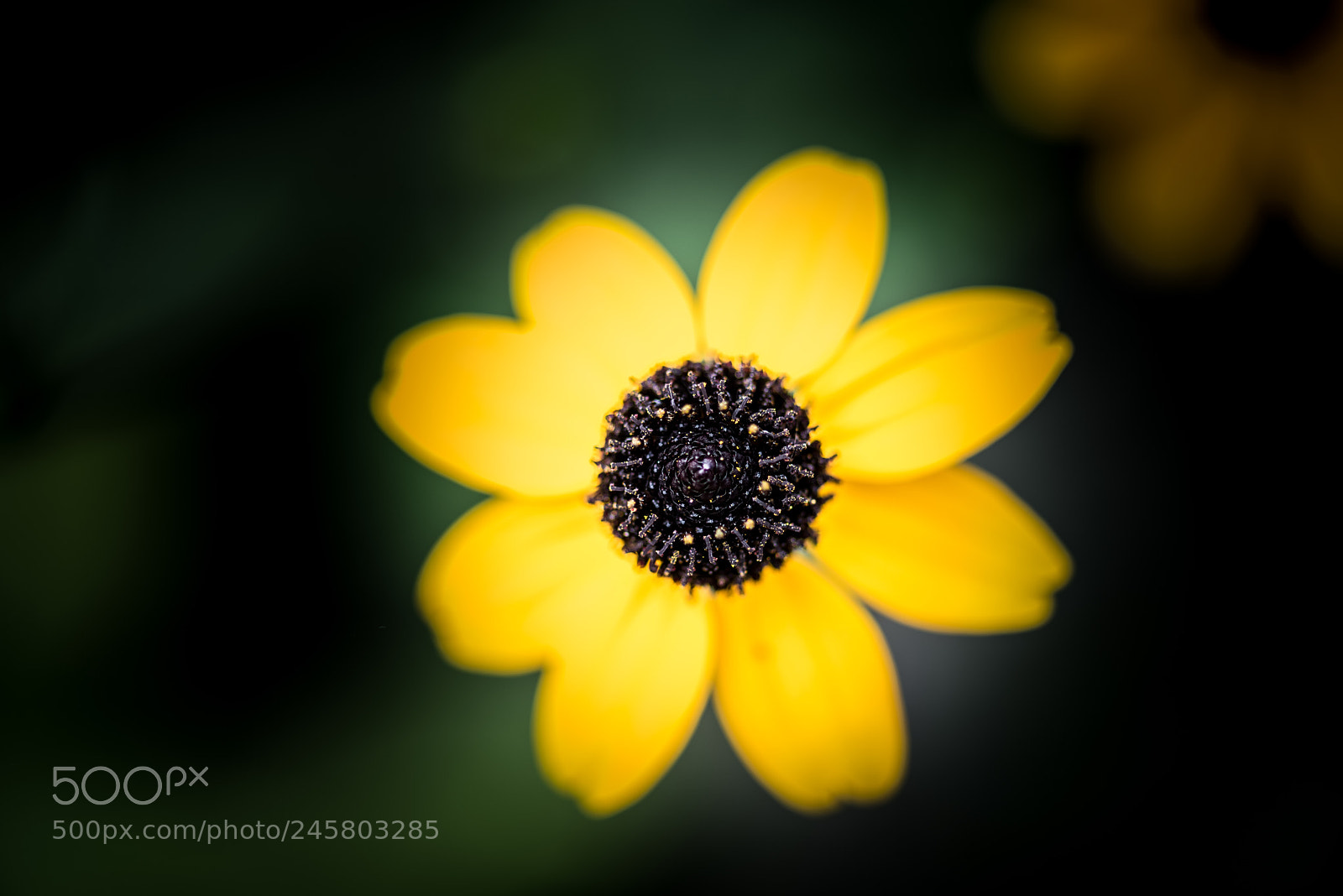 Nikon D810 sample photo. Untitled photography