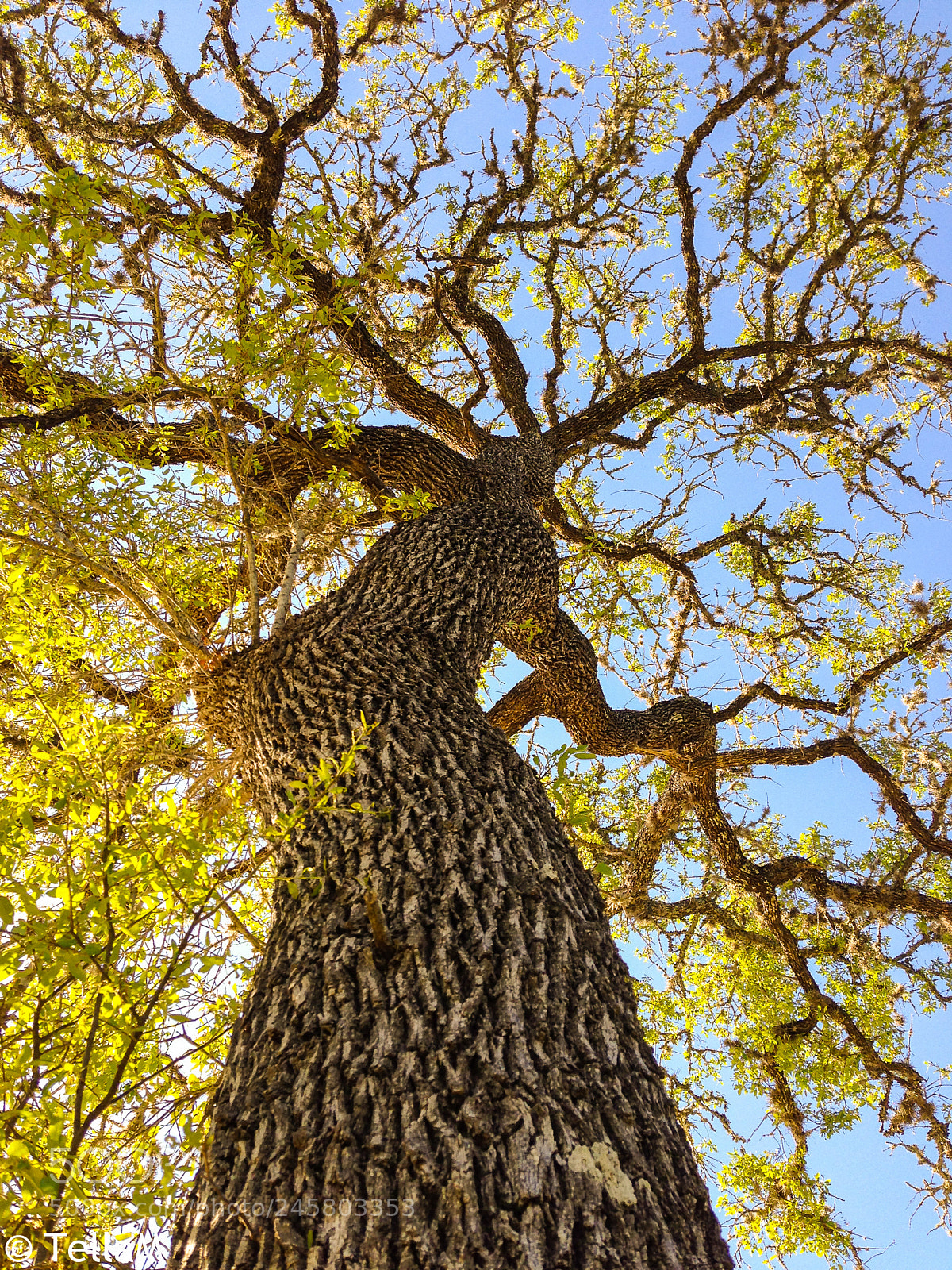 Apple iPhone 5 sample photo. Mother tree photography