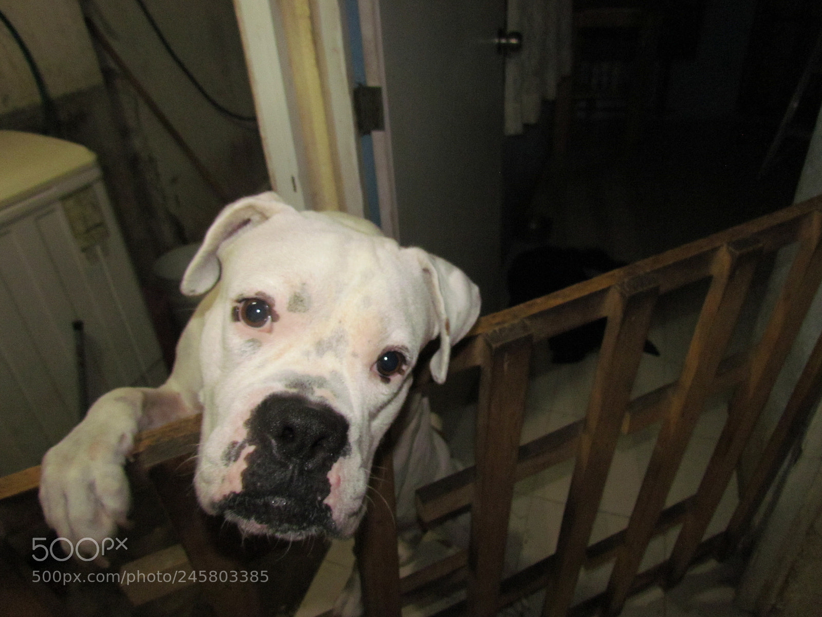 Canon PowerShot SX30 IS sample photo. Img photography