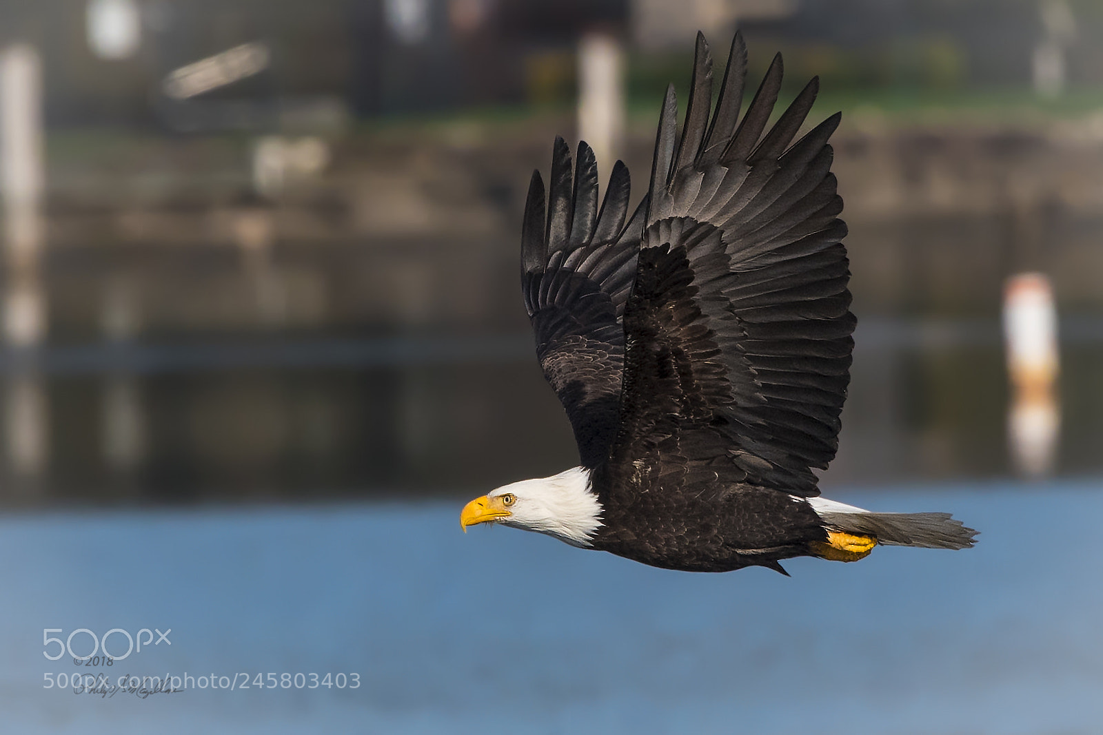Nikon D500 sample photo. Bald eagle after wash photography