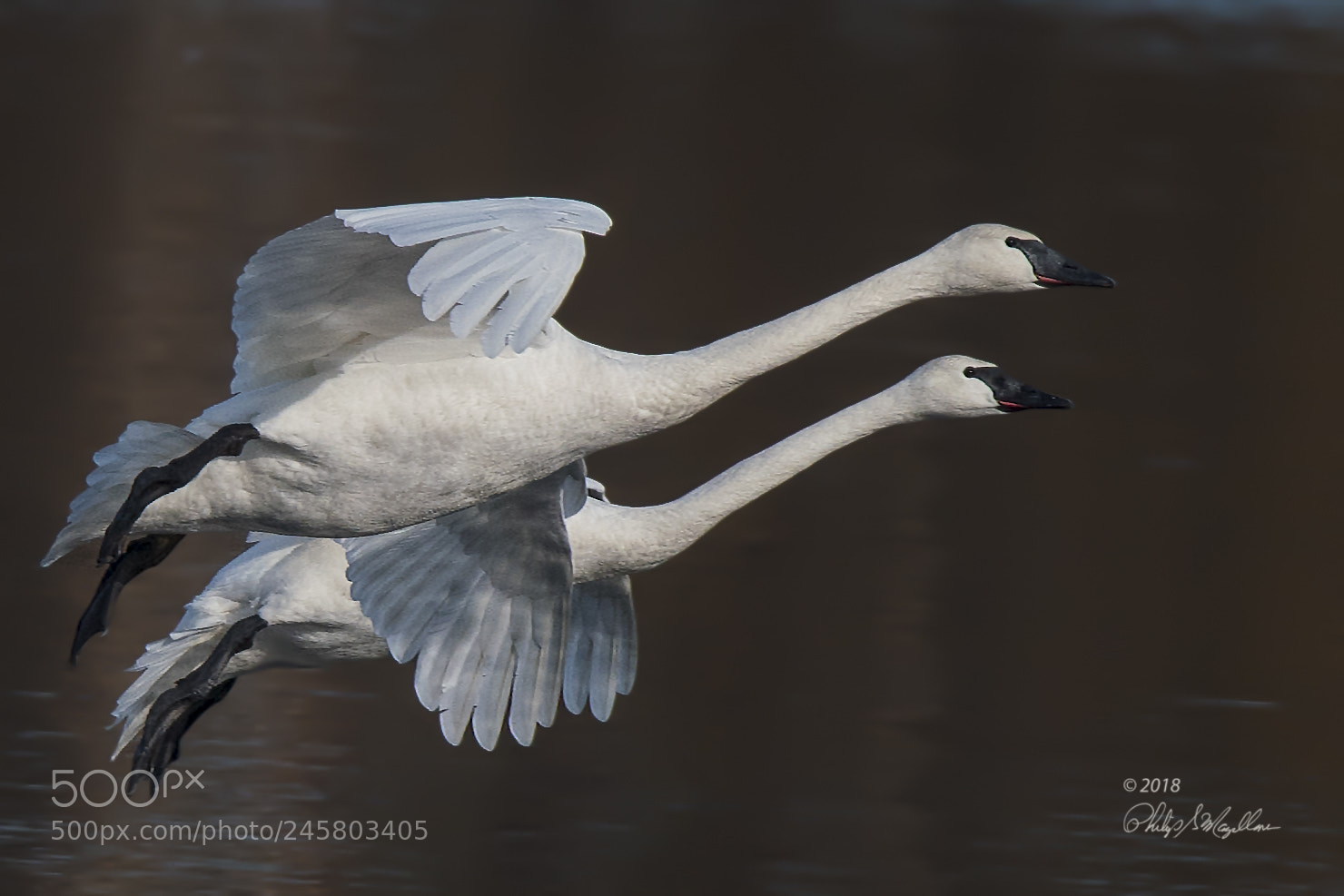 Nikon D500 sample photo. Trumpeter swans landing photography
