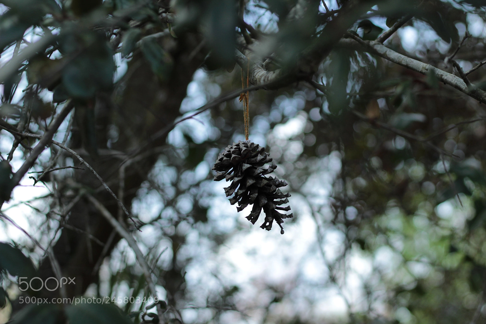 Canon EOS 1300D (EOS Rebel T6 / EOS Kiss X80) sample photo. Oakland nature preserve 2-11-18 photography