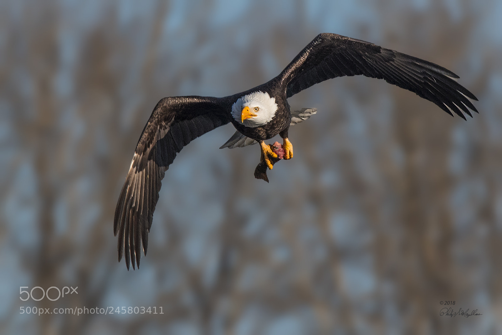 Nikon D500 sample photo. Bald eagle with fish photography