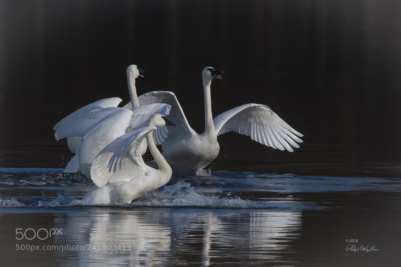 Nikon D500 sample photo. Trumpeter swans calling photography