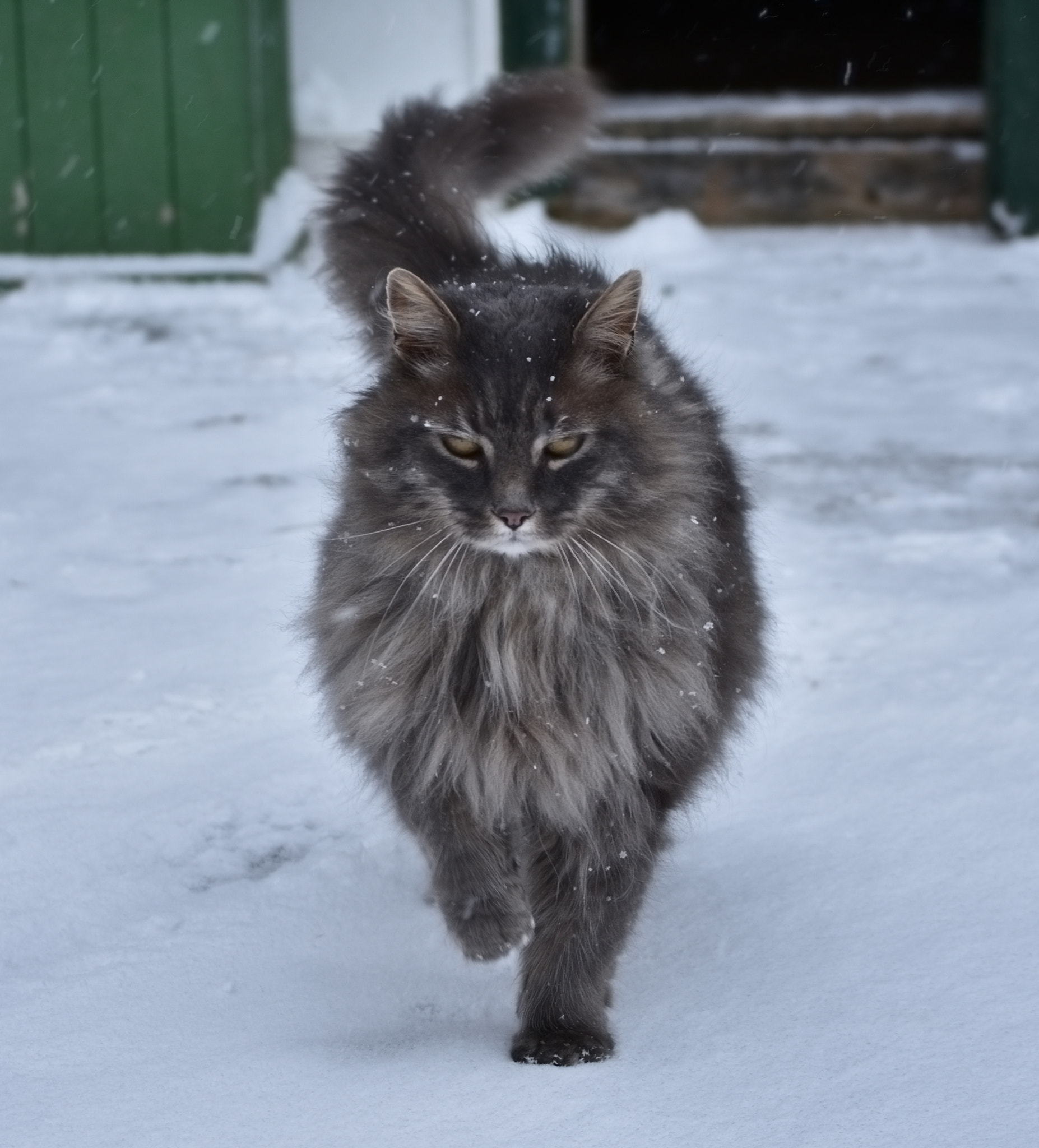 Nikon D3400 sample photo. Fierce photography