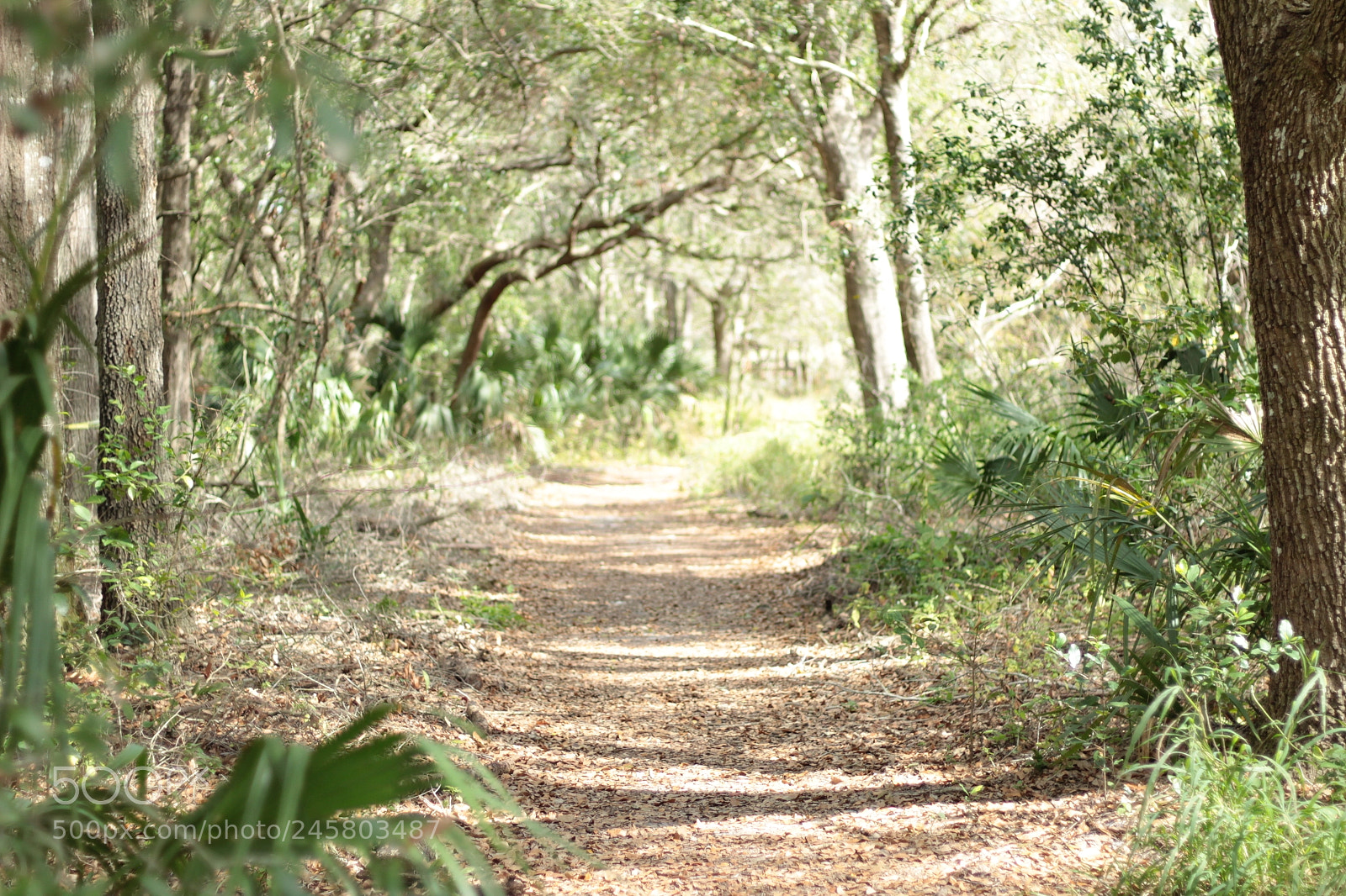 Canon EOS 1300D (EOS Rebel T6 / EOS Kiss X80) sample photo. Oakland nature preserve 2-11-18 photography