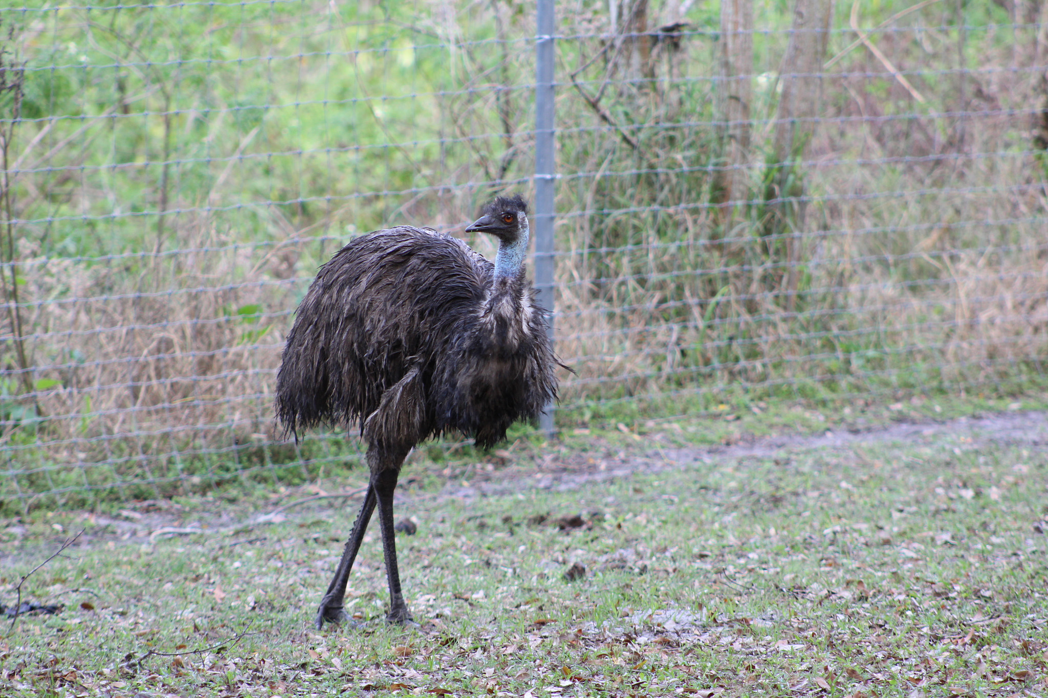 Canon EOS 1300D (EOS Rebel T6 / EOS Kiss X80) + EF75-300mm f/4-5.6 sample photo. Oakland nature preserve 2-11-18 photography