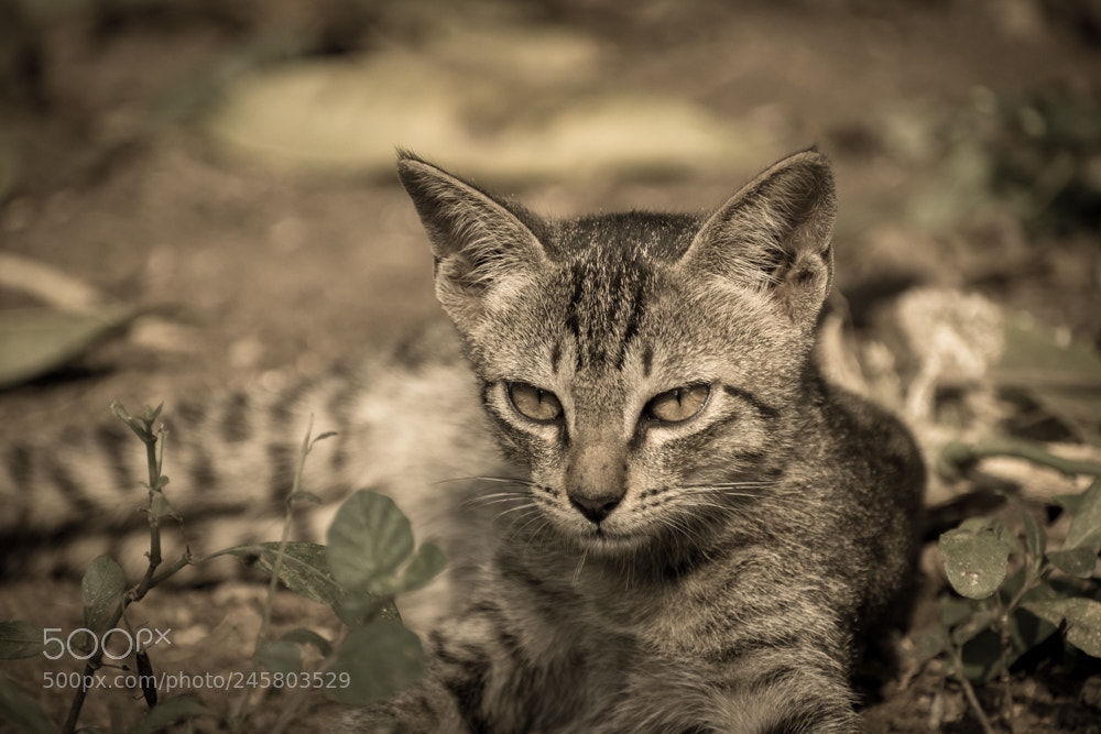 Nikon D5500 sample photo. A wild cat photography