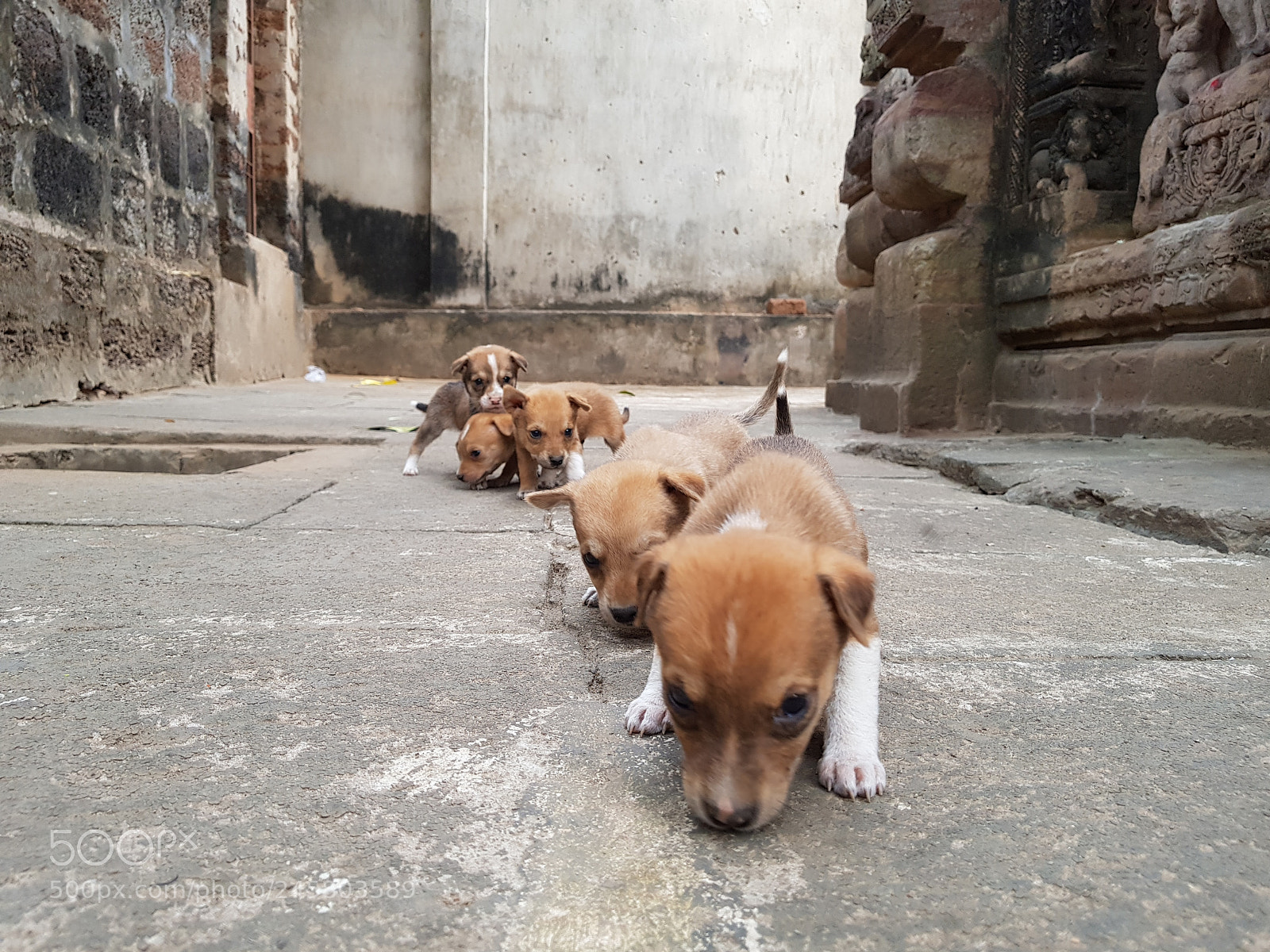 Samsung Galaxy S8 sample photo. Hungry and lost puppies photography