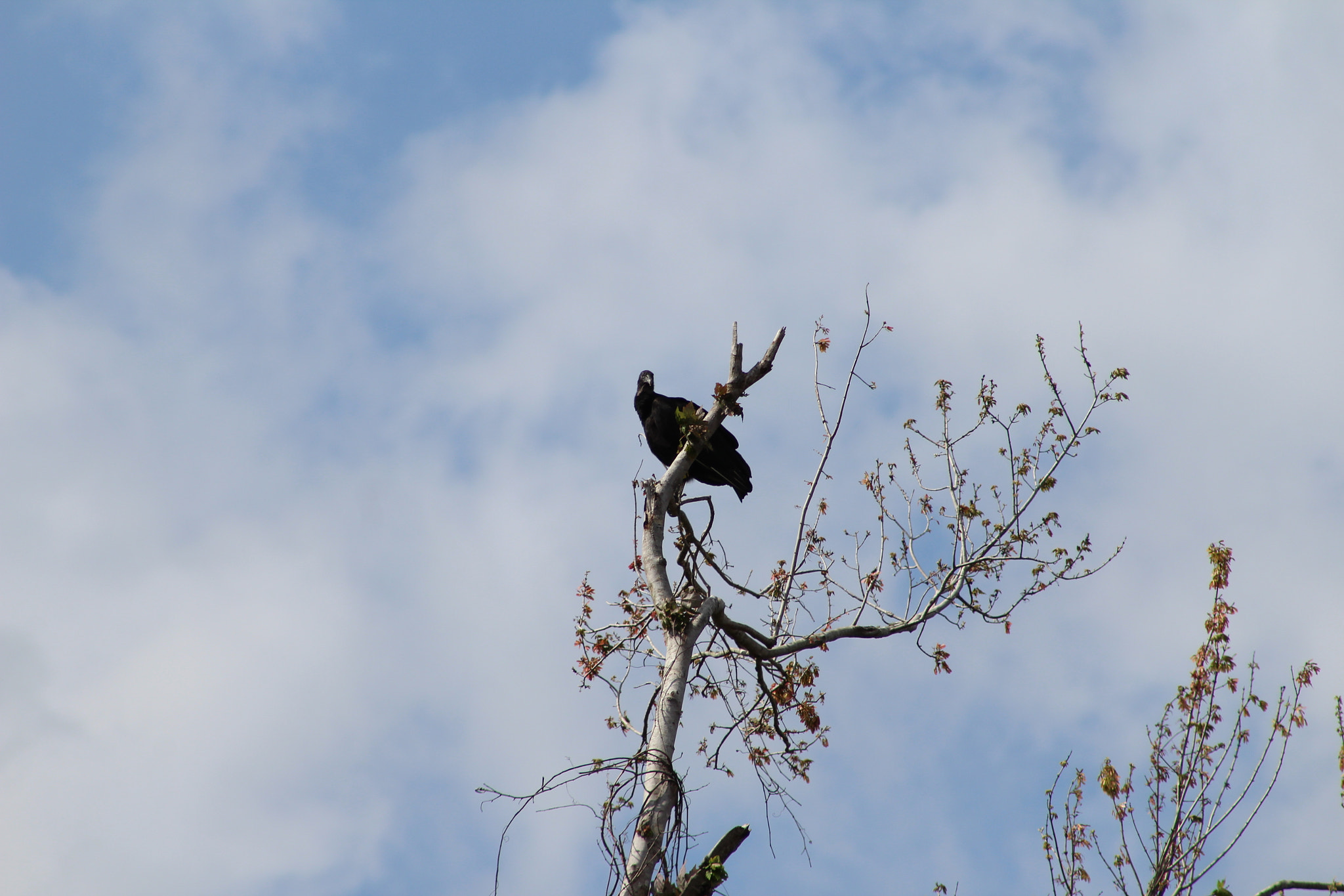 Canon EOS 1300D (EOS Rebel T6 / EOS Kiss X80) + EF75-300mm f/4-5.6 sample photo. Oakland nature preserve 2-11-18 photography