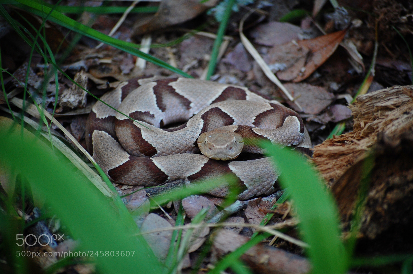 Nikon D40 sample photo. Watch your step photography