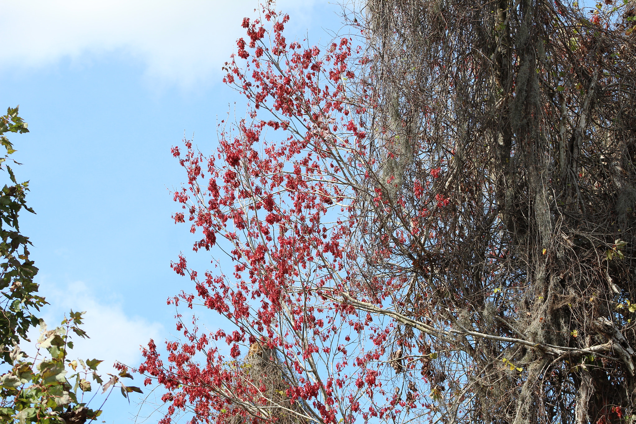 Canon EOS 1300D (EOS Rebel T6 / EOS Kiss X80) + EF75-300mm f/4-5.6 sample photo. Oakland nature preserve 2-11-18 photography