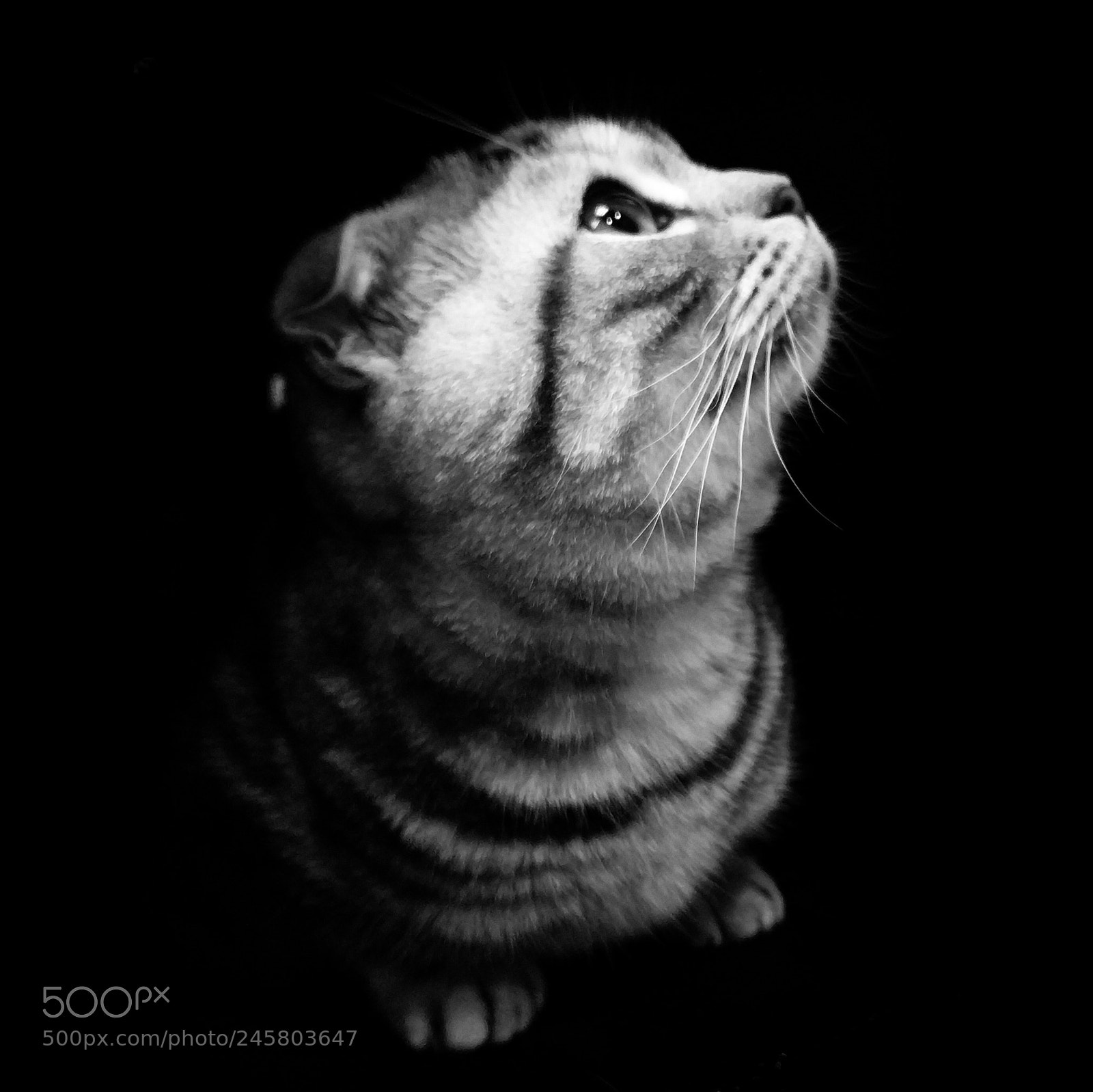 Xiaomi MI6 sample photo. Cat photography